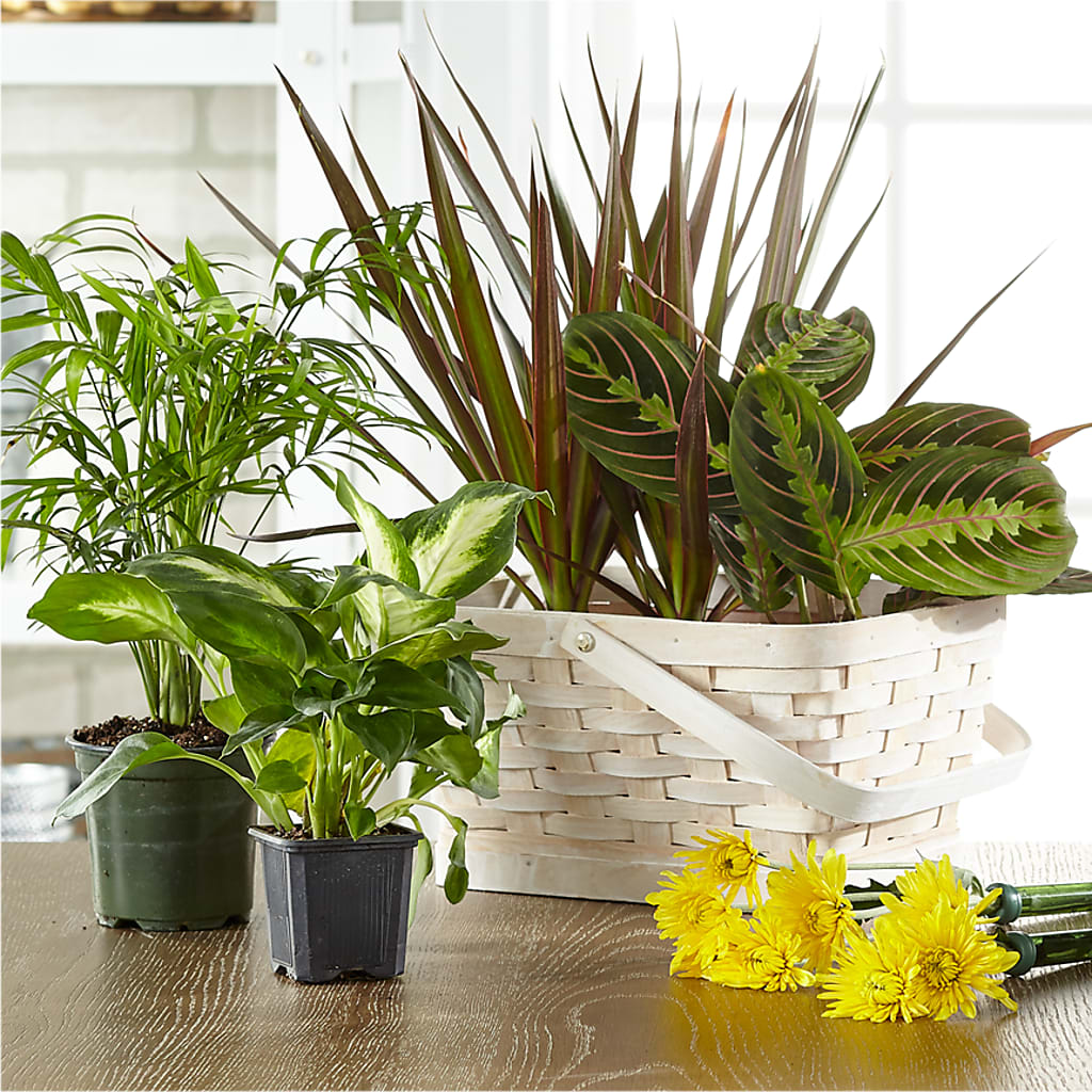 Florist Designed Blooming and Green Plants in a Basket – Carrs, Bellevue WA