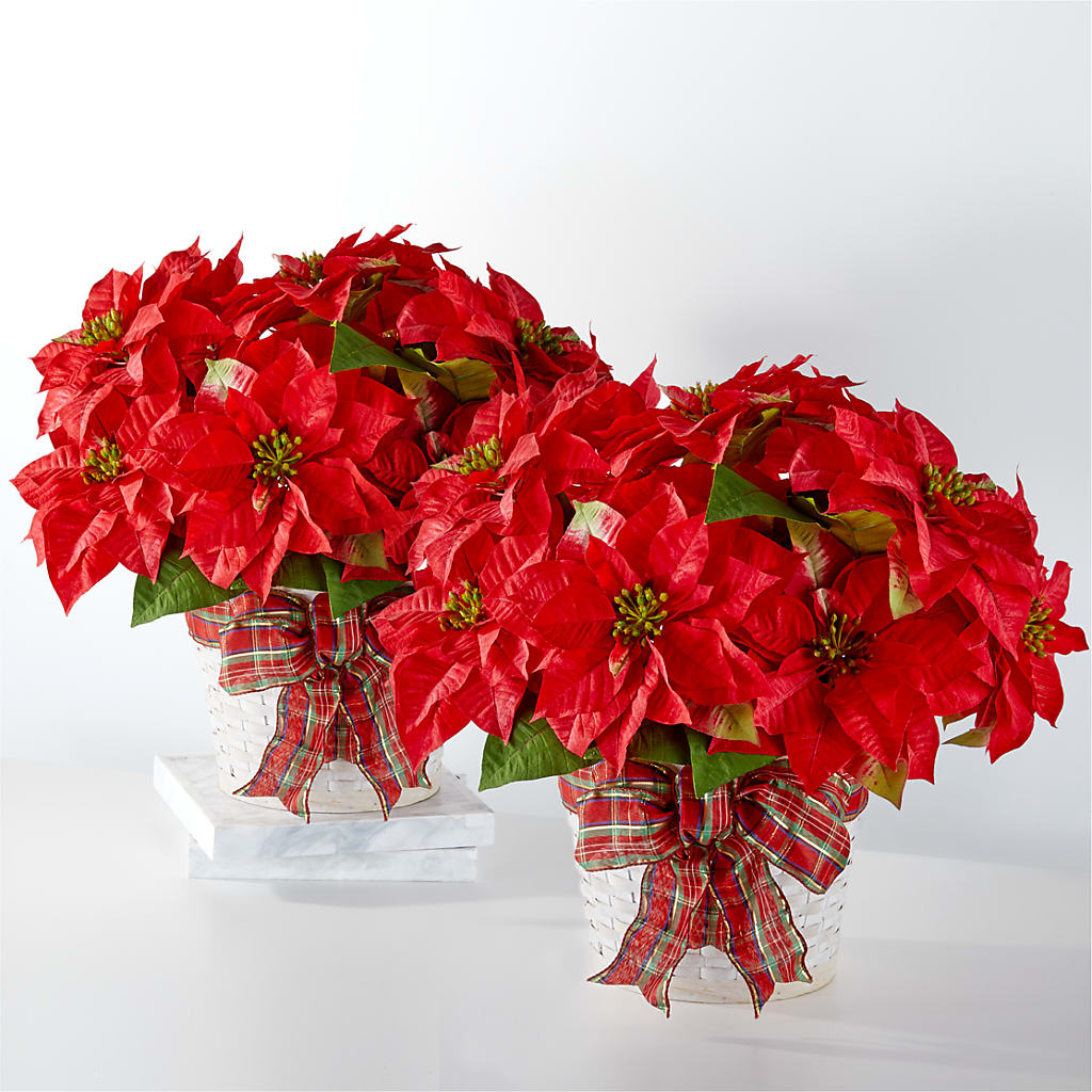Happiest Holidays Poinsettia Bundle – Carrs, Bellevue WA
