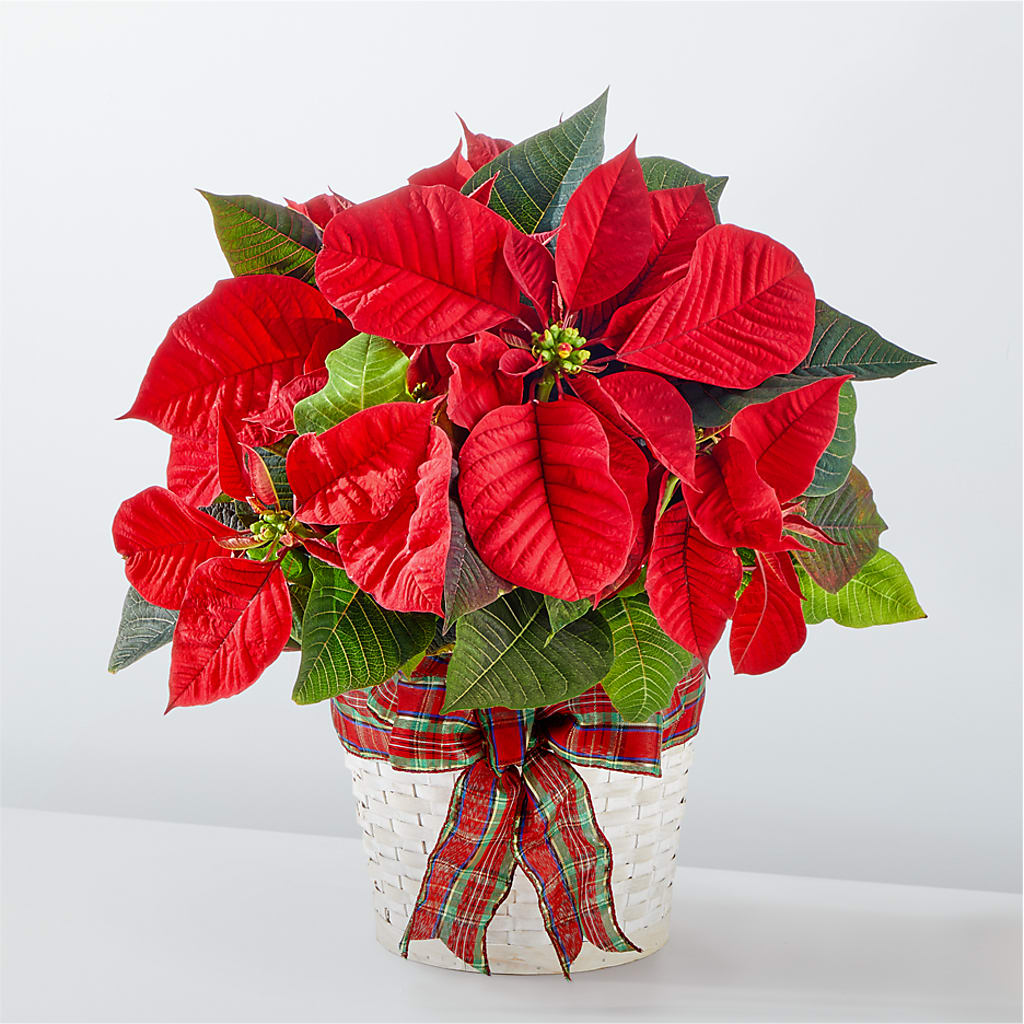 Happiest Holidays Poinsettia – Carrs, Bellevue WA