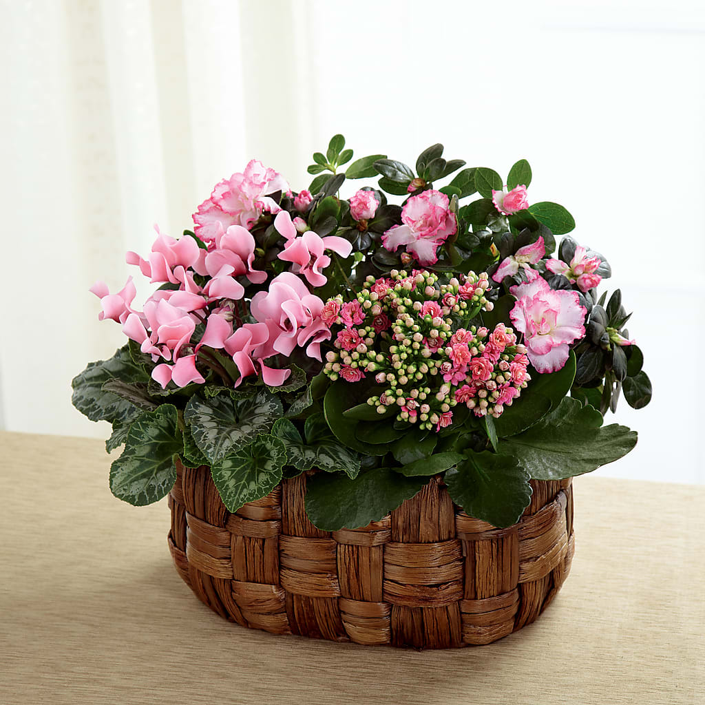 Pink Assortment – Carrs, Bellevue WA