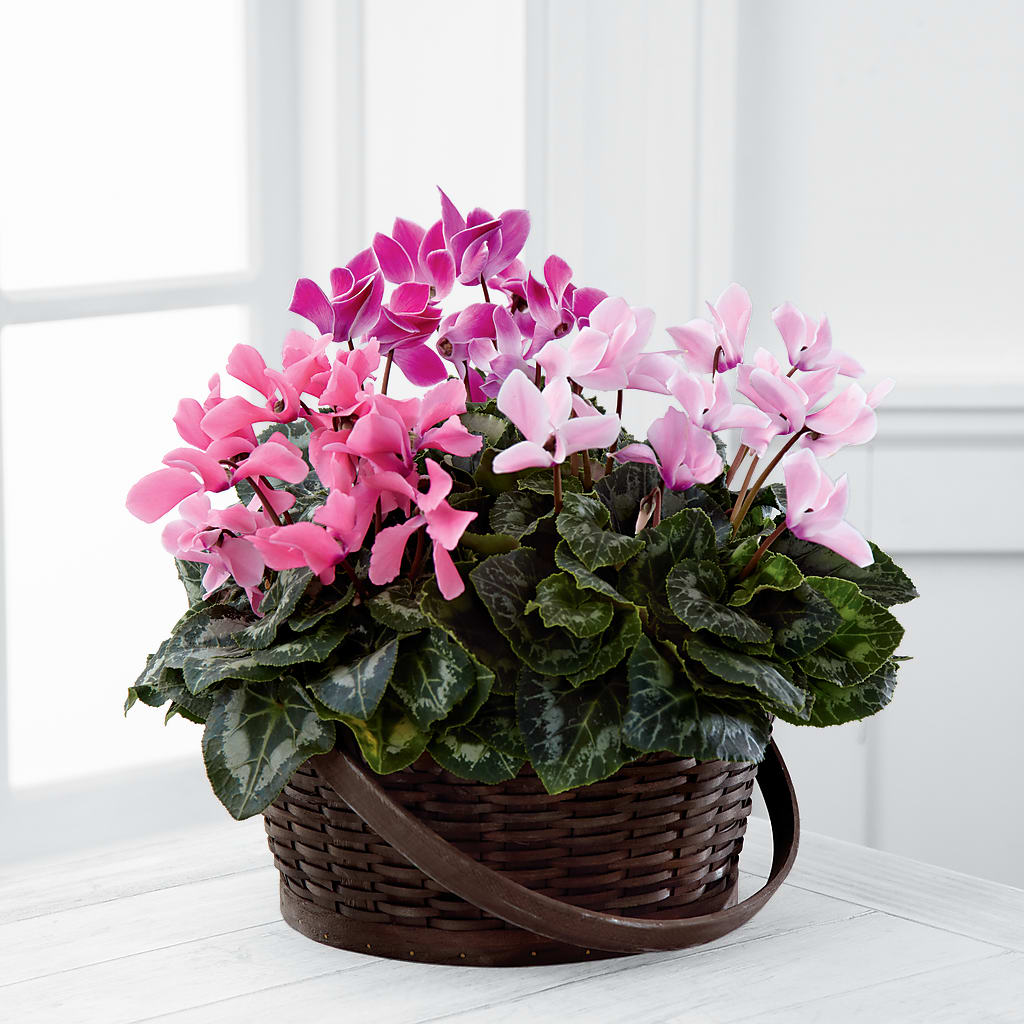 Mixed Cyclamen Planter – Carrs, Bellevue WA
