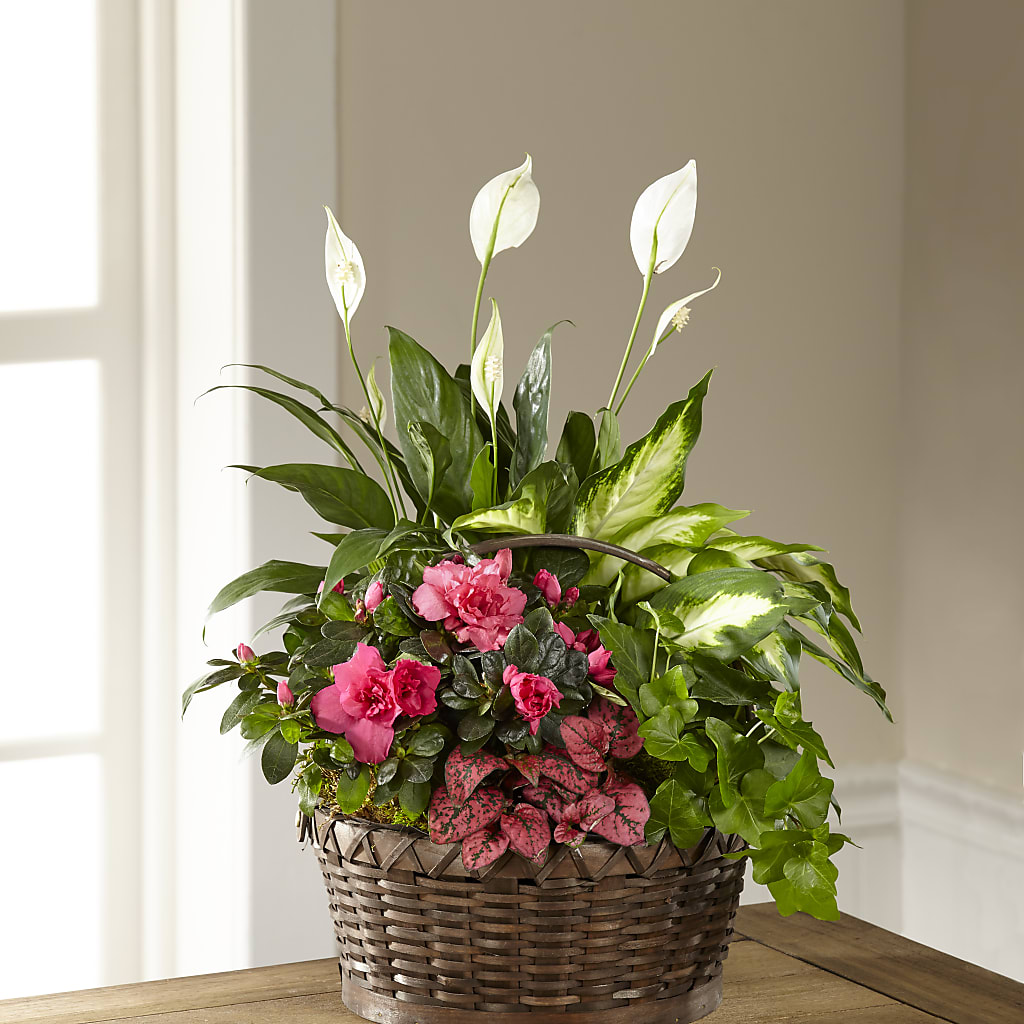 Dream in Pink Dishgarden – Carrs, Bellevue WA