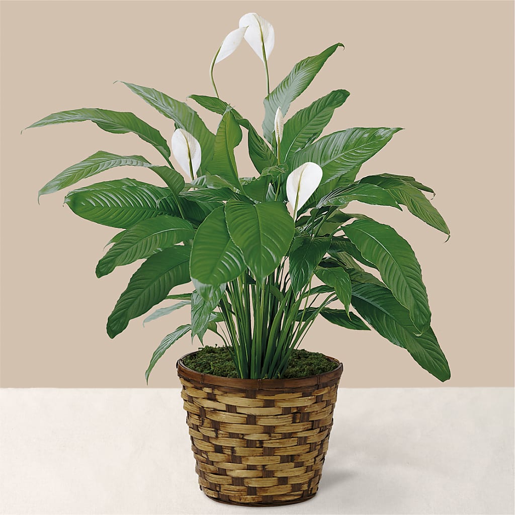 Tranquil Moments Peace Lily Plant – Carrs, Bellevue WA