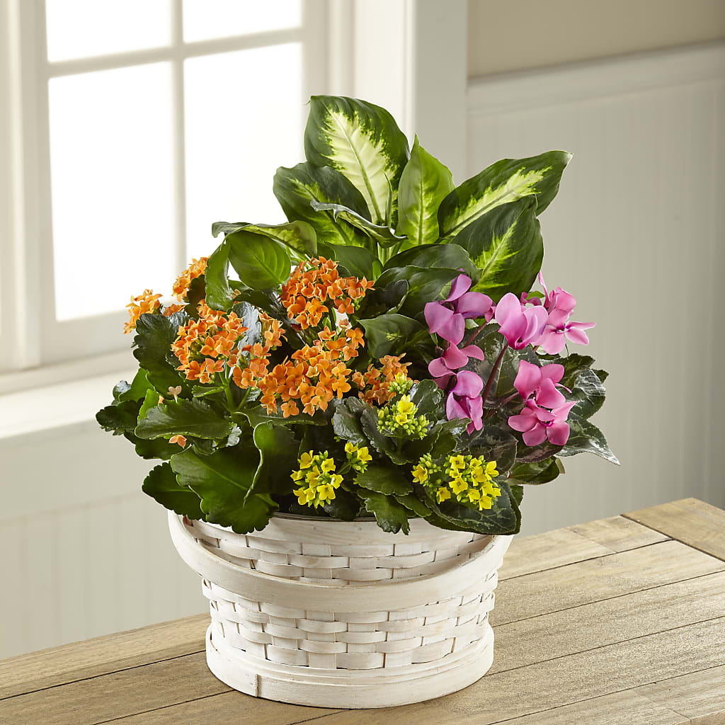 Color Crush Dishgarden – Carrs, Bellevue WA