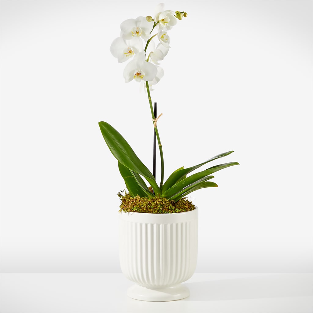 Whispering White Orchid – Carrs, Bellevue WA