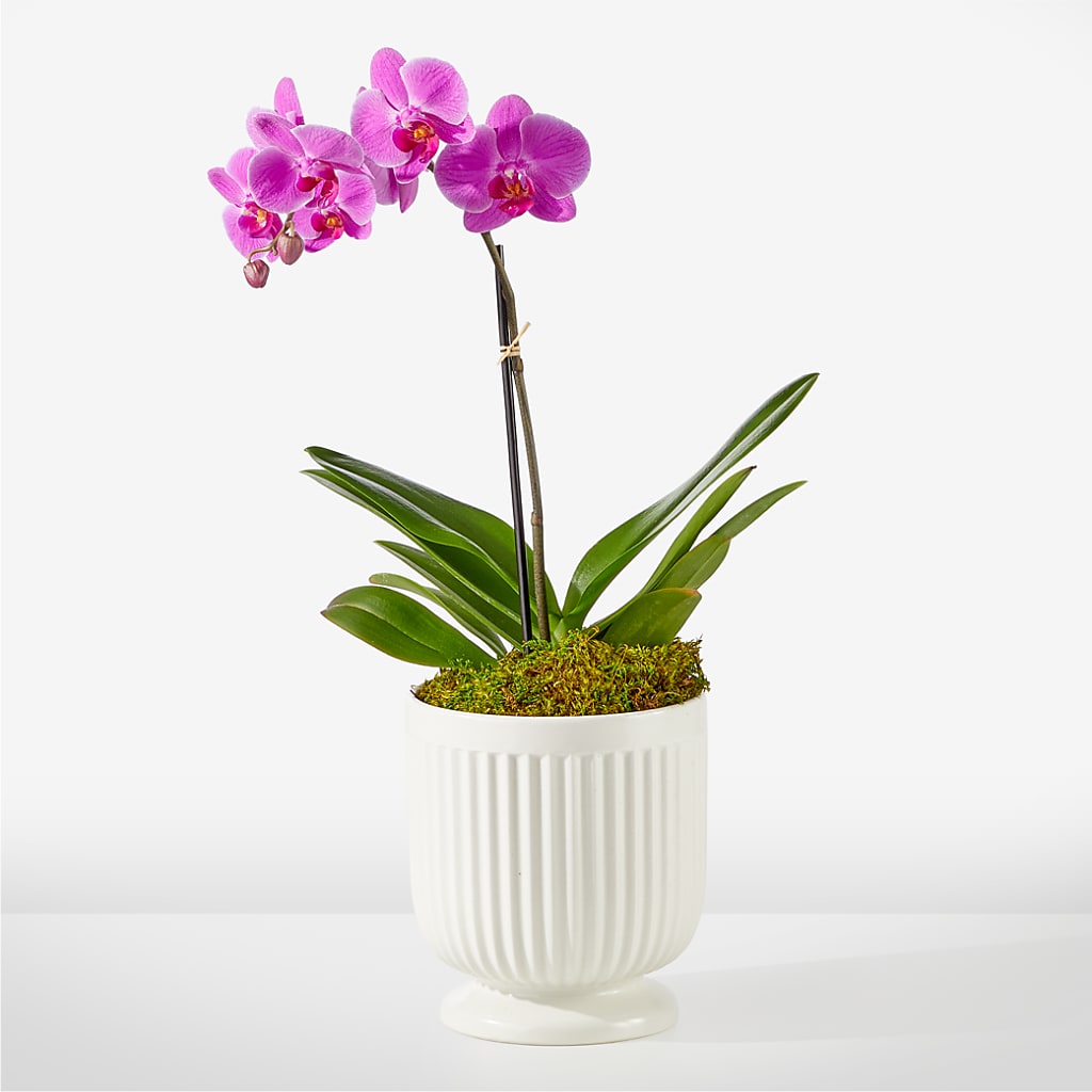 Friendly Fuchsia Orchid – Carrs, Bellevue WA