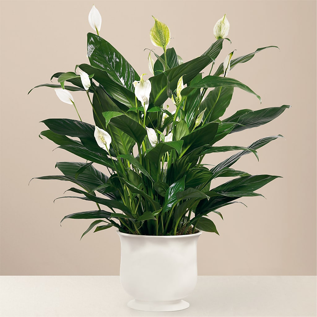 Comfort Planter – Carrs, Bellevue WA