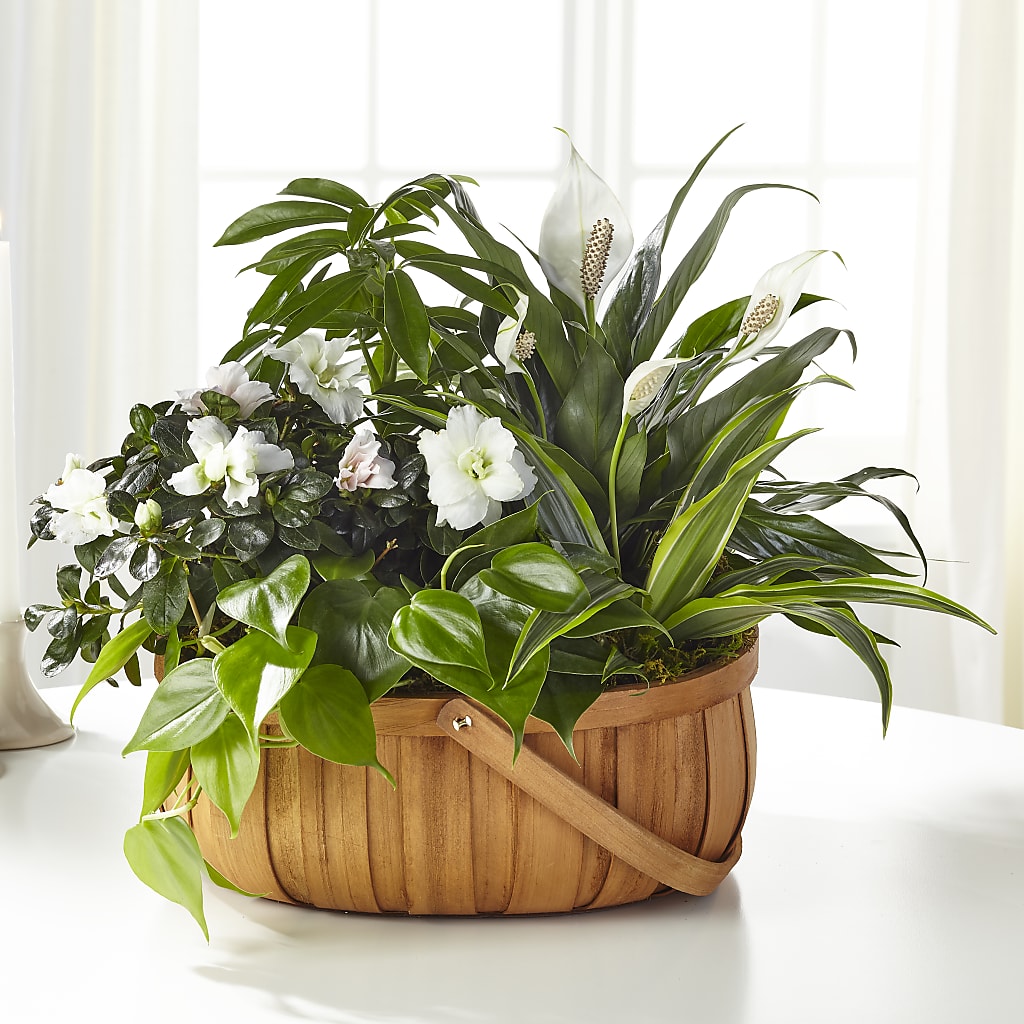Serene Dishgarden – Carrs, Bellevue WA