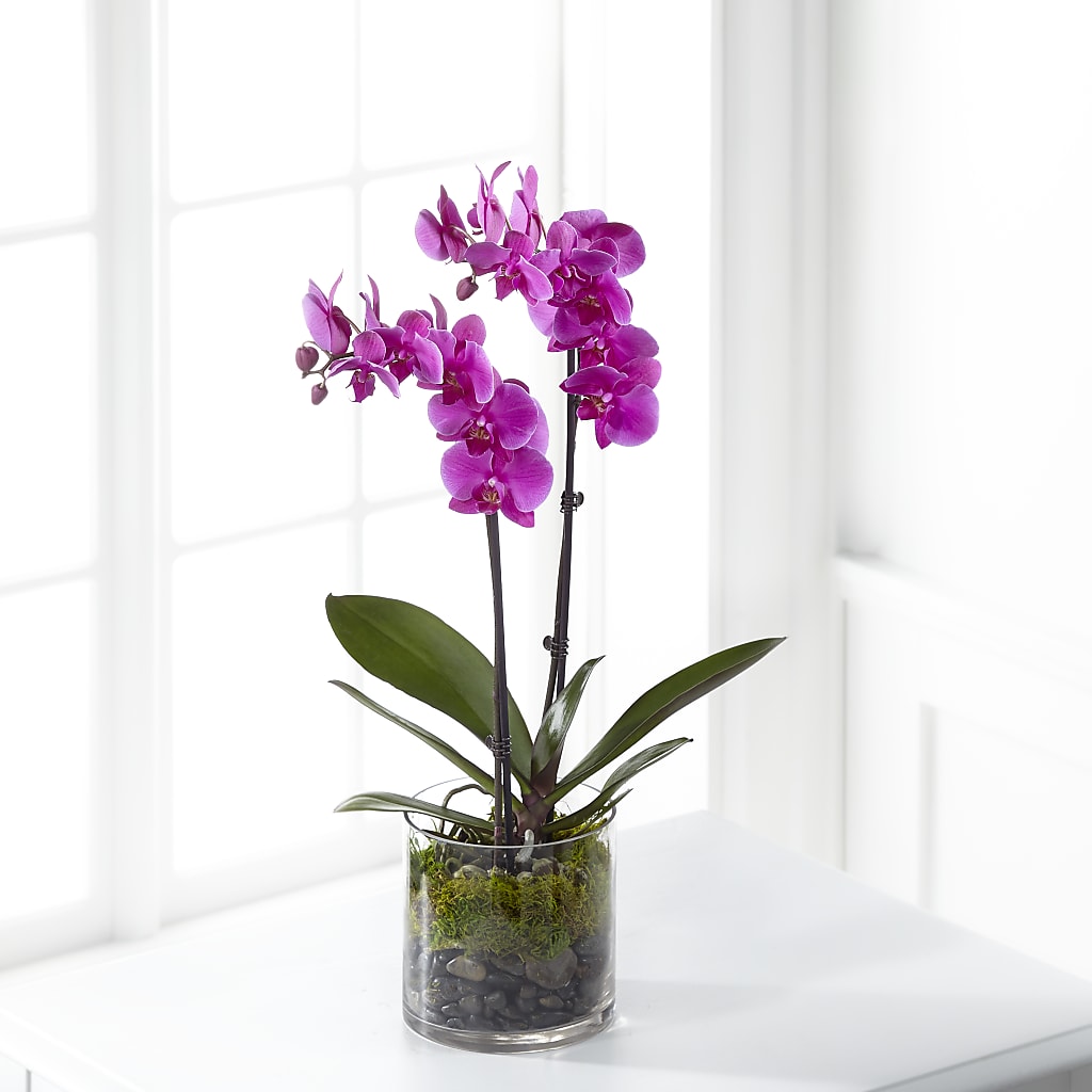Pink Orchid Plant – Carrs, Bellevue WA