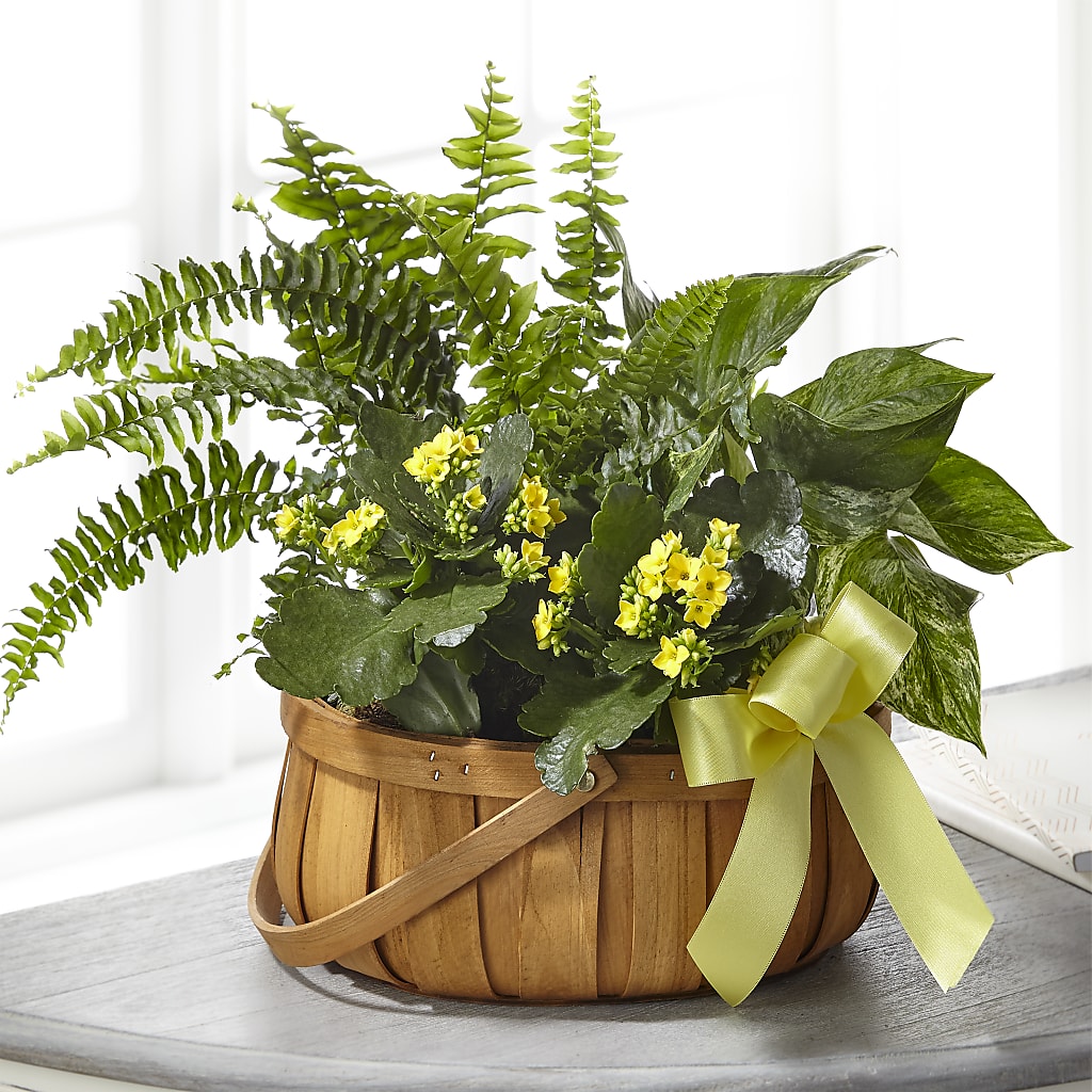 Always Dear Dishgarden – Carrs, Bellevue WA