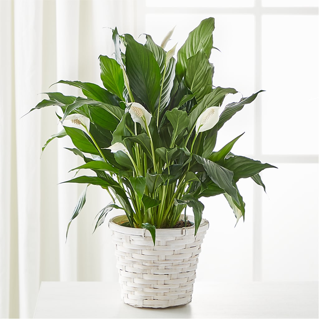 A New Leaf Peace Lily – Carrs, Bellevue WA