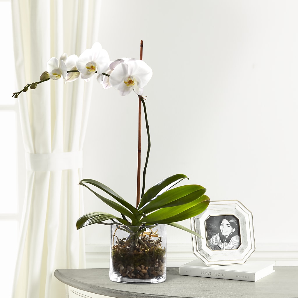 White Orchid Planter – Carrs, Bellevue WA