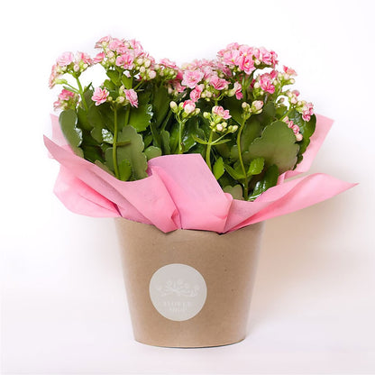 Blooming Kalanchoe Pink –  Carrs, Bellevue WA