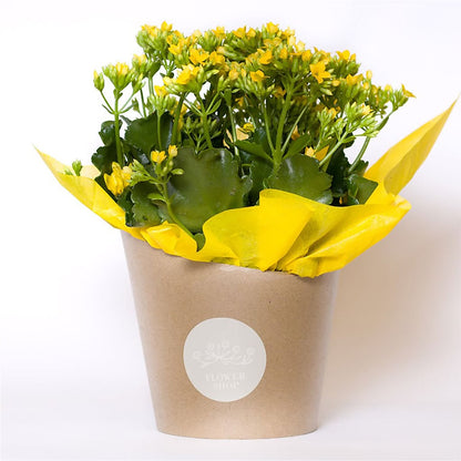Blooming Kalanchoe Yellow –  Carrs, Bellevue WA
