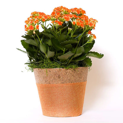 Blooming Kalanchoe Orange –  Carrs, Bellevue WA