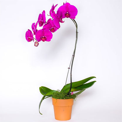 Single Colored Orchid in Pot –  Carrs, Bellevue WA