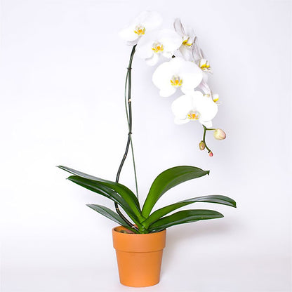 Single White Orchid in Pot –  Carrs, Bellevue WA