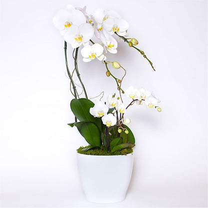 Orchid Garden Deluxe –  Carrs, Bellevue WA