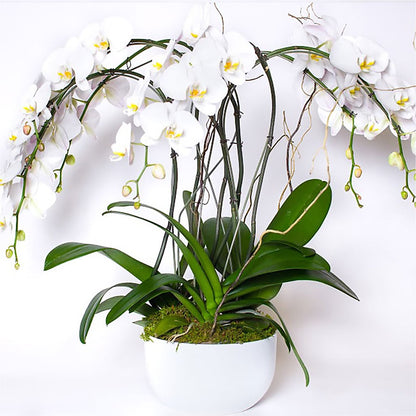 Orchid Garden Premium –  Carrs, Bellevue WA