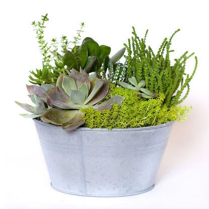 Succulent Garden –  Carrs, Bellevue WA