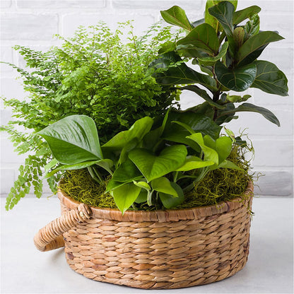 Euro Foliage Basket –  Carrs, Bellevue WA