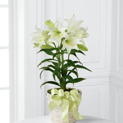 Easter Lily Plant –  Carrs, Bellevue WA