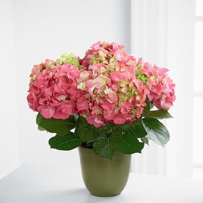 Pink Hydrangea Planter –  Carrs, Bellevue WA