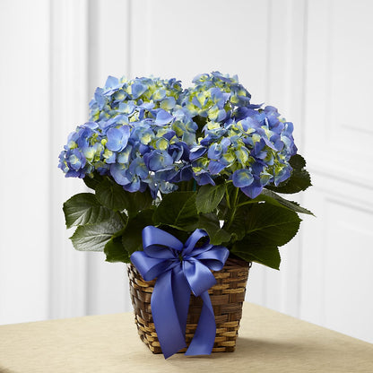 Blue Hydrangea Planter –  Carrs, Bellevue WA