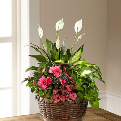 Dream in Pink Dishgarden –  Carrs, Bellevue WA