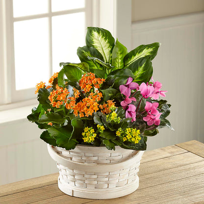 Color Crush Dishgarden –  Carrs, Bellevue WA