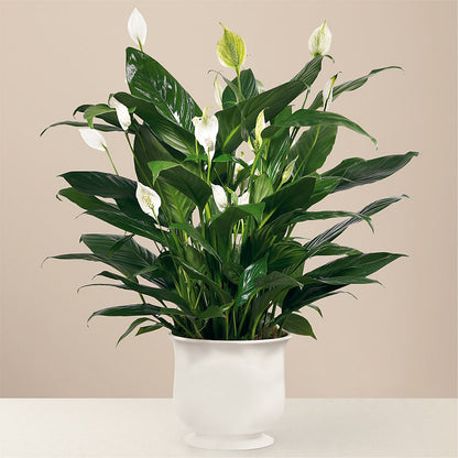 Comfort Planter –  Carrs, Bellevue WA