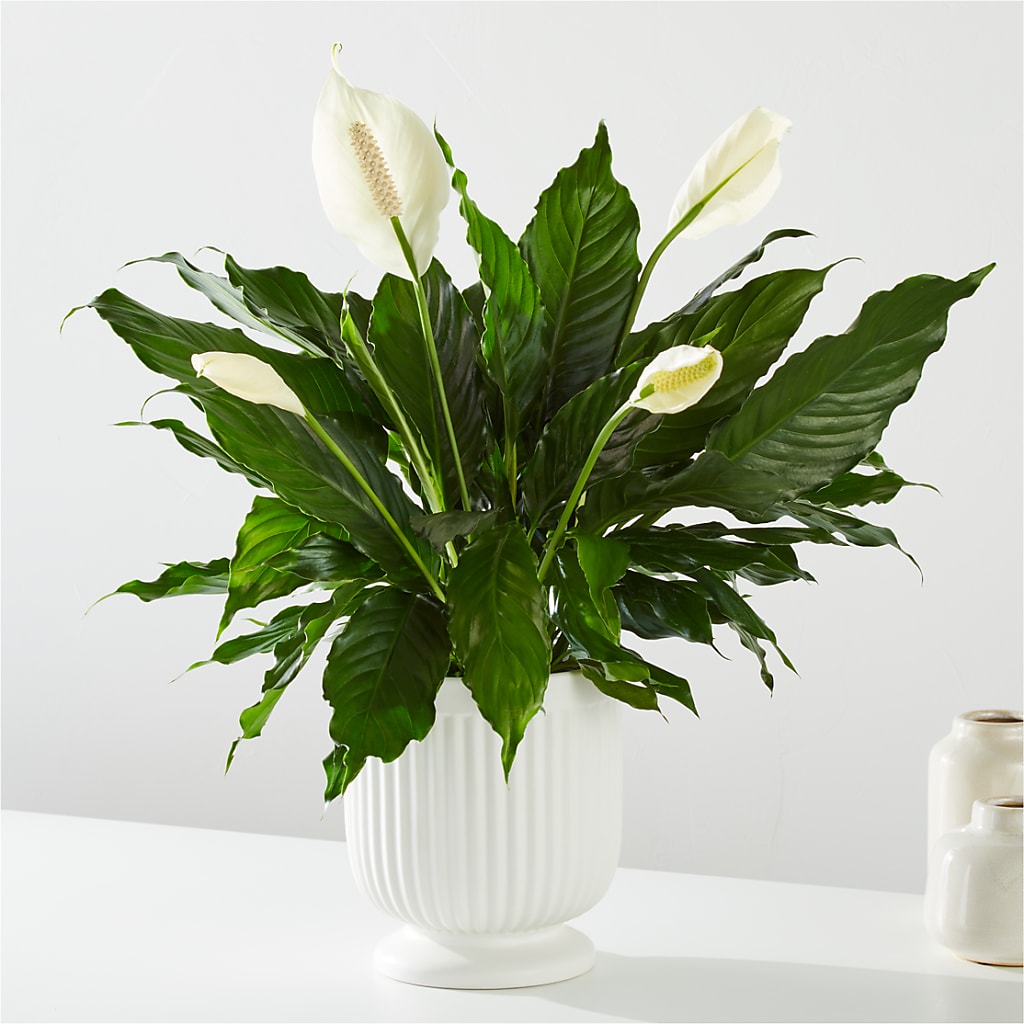 Comfort Planter –  Carrs, Bellevue WA