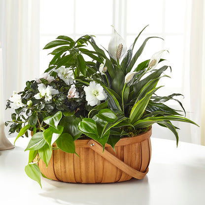 Serene Dishgarden –  Carrs, Bellevue WA