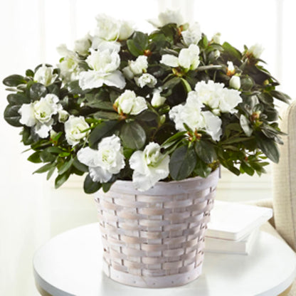 White Azalea Plant –  Carrs, Bellevue WA