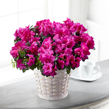 Hope & Serenity Azalea Plant –  Carrs, Bellevue WA