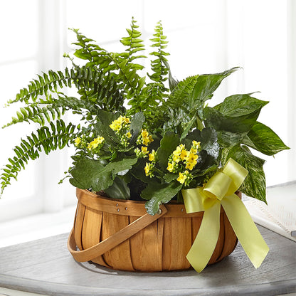 Always Dear Dishgarden –  Carrs, Bellevue WA