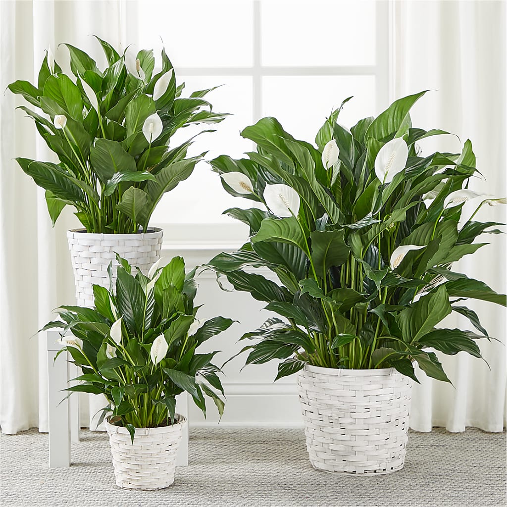 A New Leaf Peace Lily –  Carrs, Bellevue WA