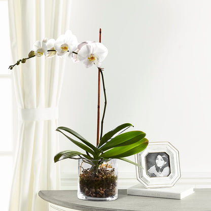 White Orchid Planter –  Carrs, Bellevue WA